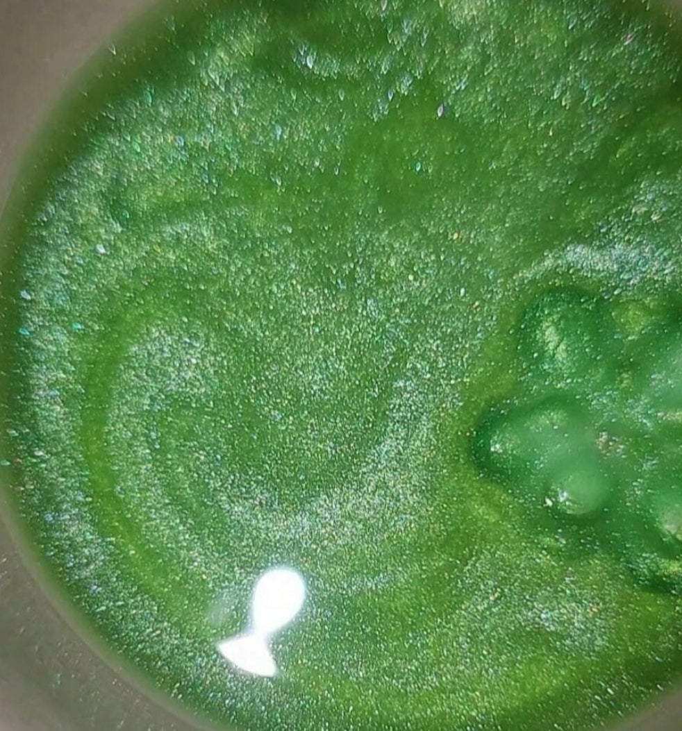 Sample Suc-cute-lents